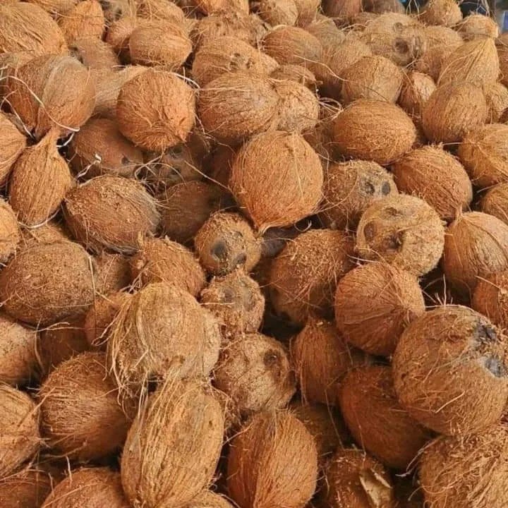 Coconuts